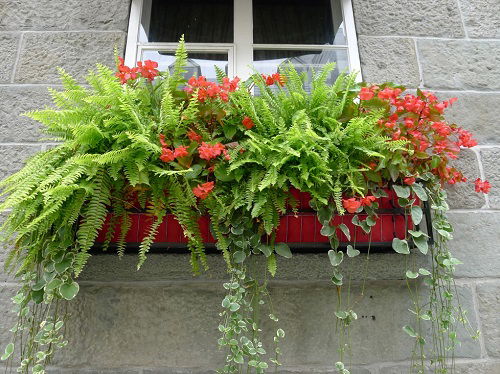 lovely Foliage Plants for Window Boxes