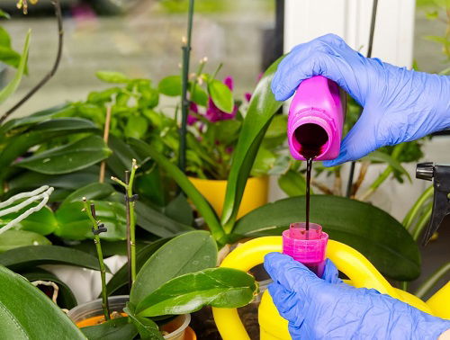 fertilizing orchid plant for more blooms