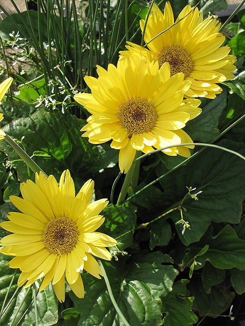 Flowers That Look Like Black-Eyed Susan 3