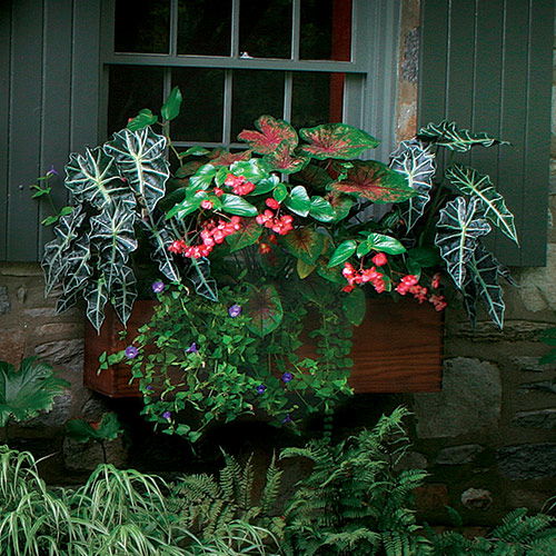 Plants for Window Boxes near Window