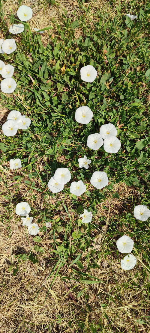 beautiful Common Weeds Found in the USA