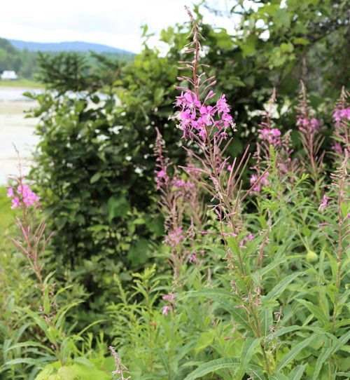 Gorgeous Pink-Flowered Weeds