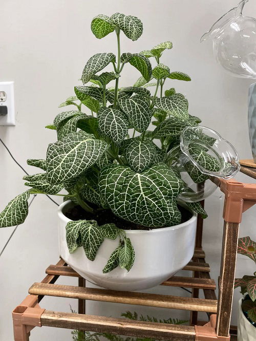 Fittonia Nerve plant in pot