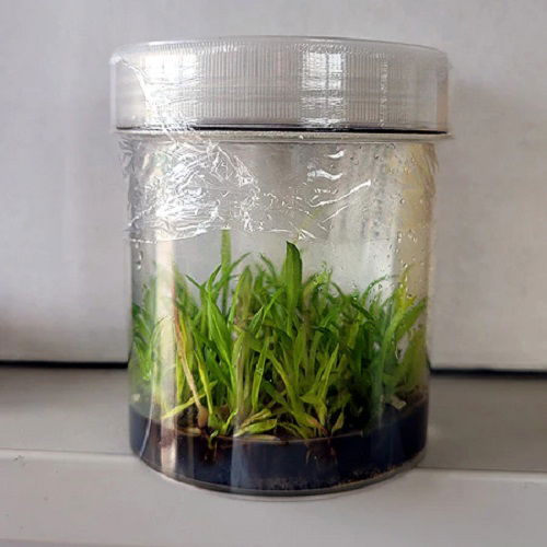 orchid seedlings in flask