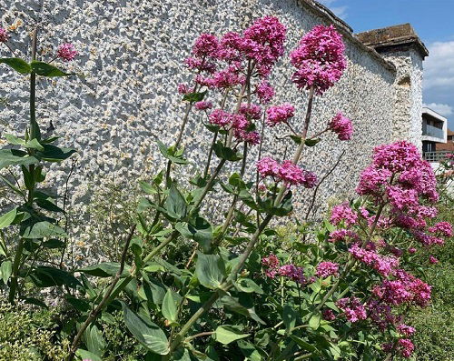 Lovely Pink-Flowered Weeds