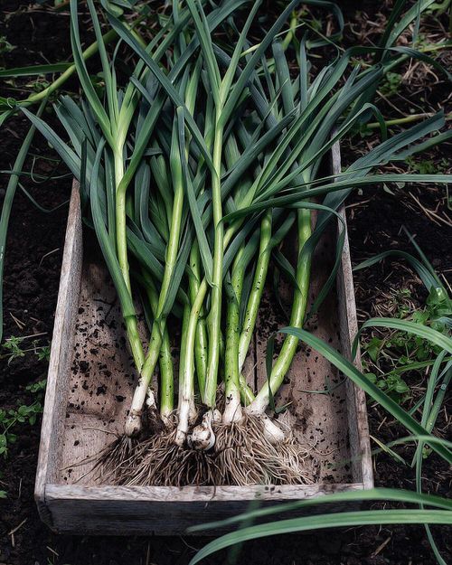 Garlic Best Strawberry Companion Plants