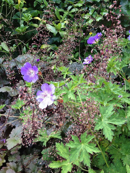 Plants for Heuchera to Grow 3