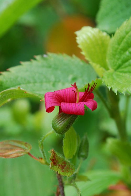 Red Cranesbill Hawaiian Flower