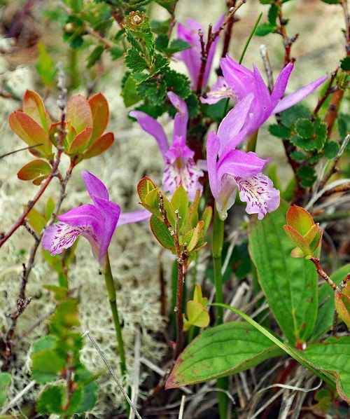 Pink-flowering weeds that are beautiful