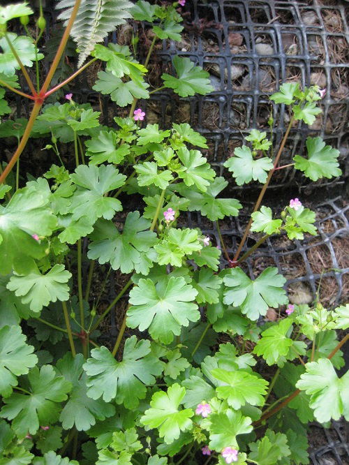 Gorgeous Weeds with Pink Blossoms