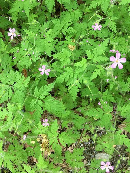  best Weeds with Pink Flowers