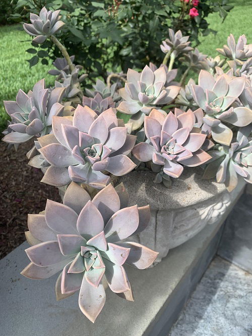 succulents that change color