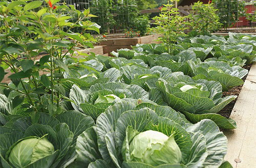 Tips to Grow Giant Big Cabbages in garden bed