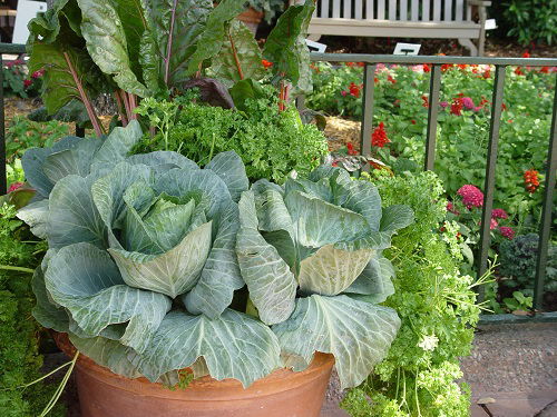 Easy Container Vegetables for the Terrace