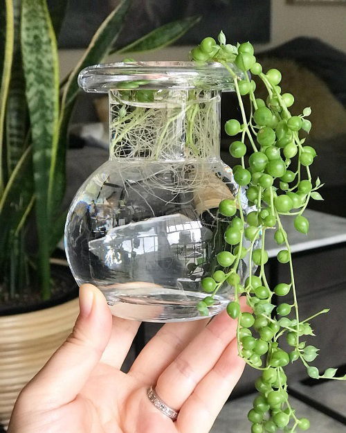 Growing String of pearls in water