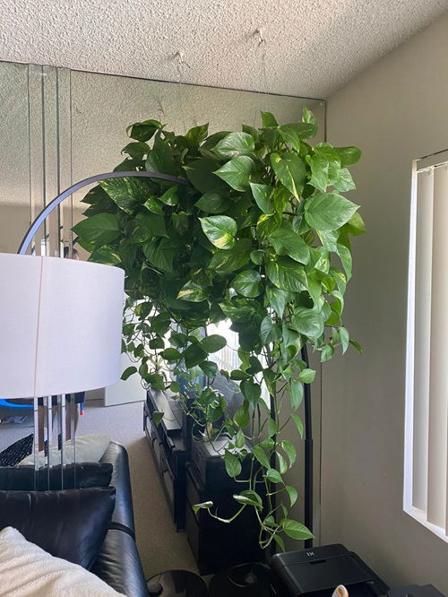 Overgrown Pothos hanging basket