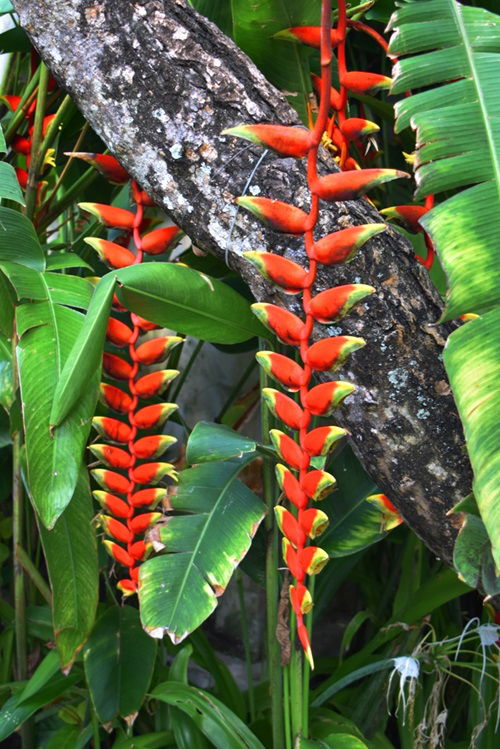 Heliconia Hawaiian Flower