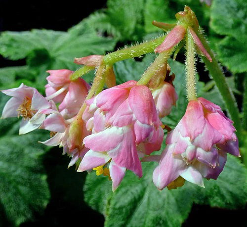 Alulu Hawaiian Flower