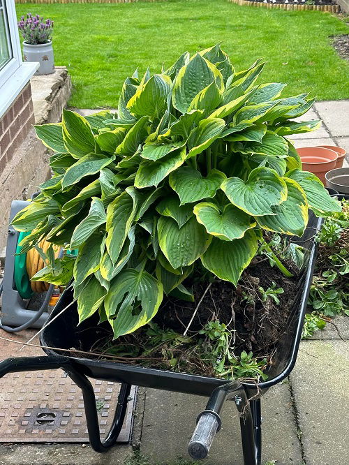 best time to divide hostas 2