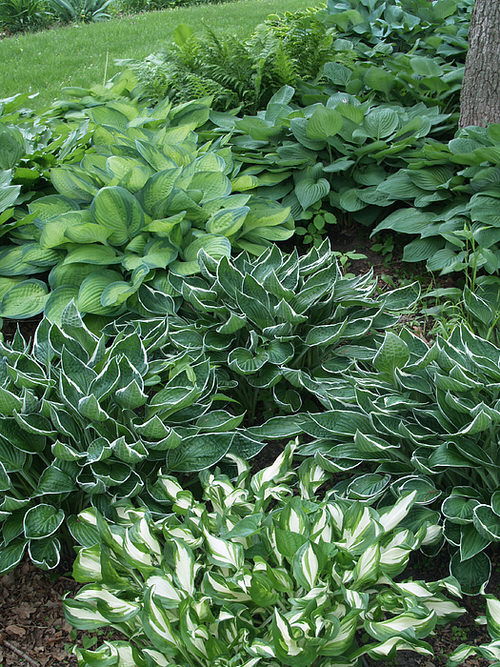 when to divide hostas