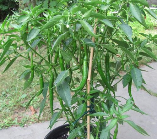 Chili Plant Care