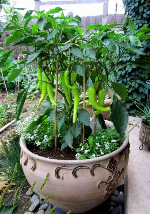 Requirements for Growing Hot Peppers in Containers