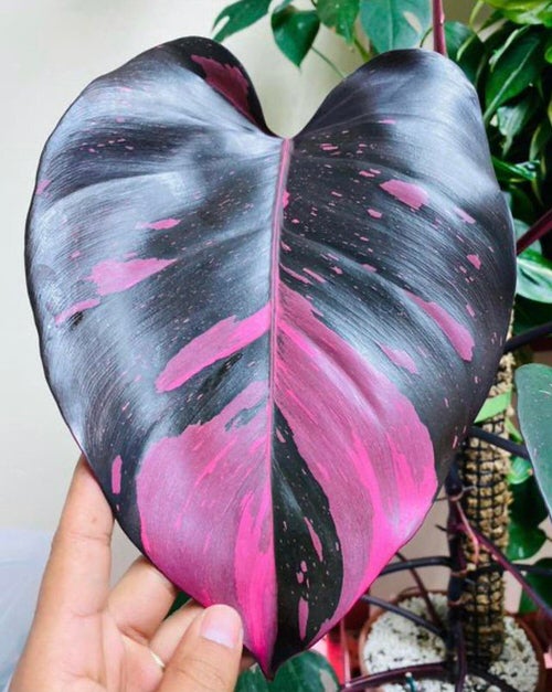 How to Keep Colors Maintained on Pink Princess Philodendron