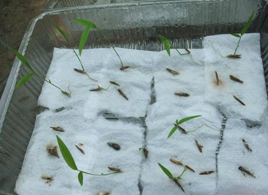 Soaking Seeds In Hydrogen Peroxide