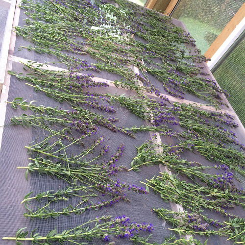 drying hyssop herb for later use