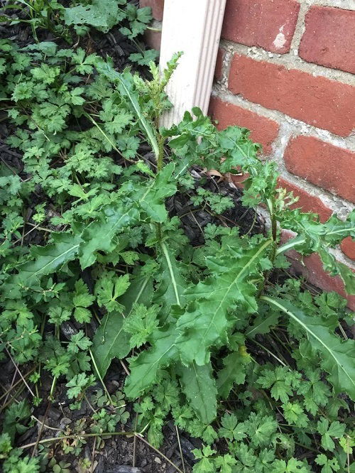 How to Kill Weeds with Vinegar