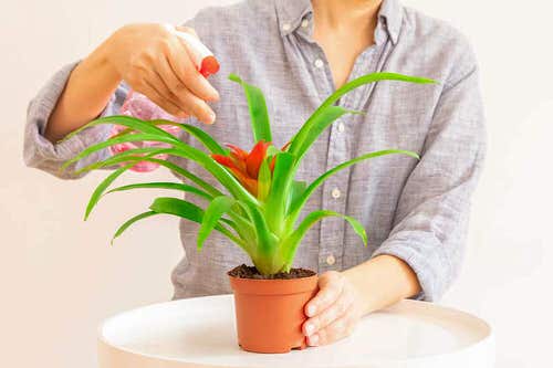 misting watering bromeliad plant