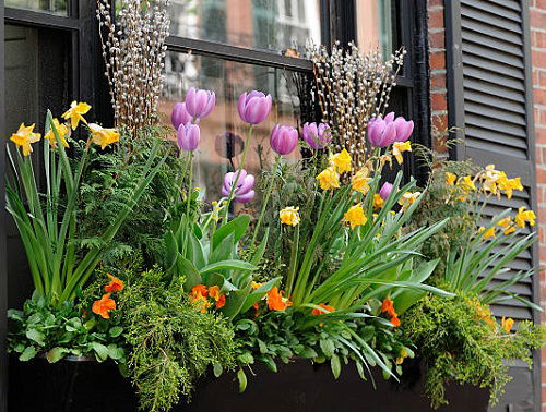 tulip Plants for Window Boxes 9