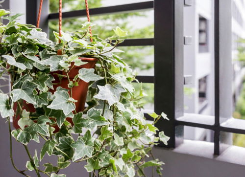 English Ivy privacy plant near window