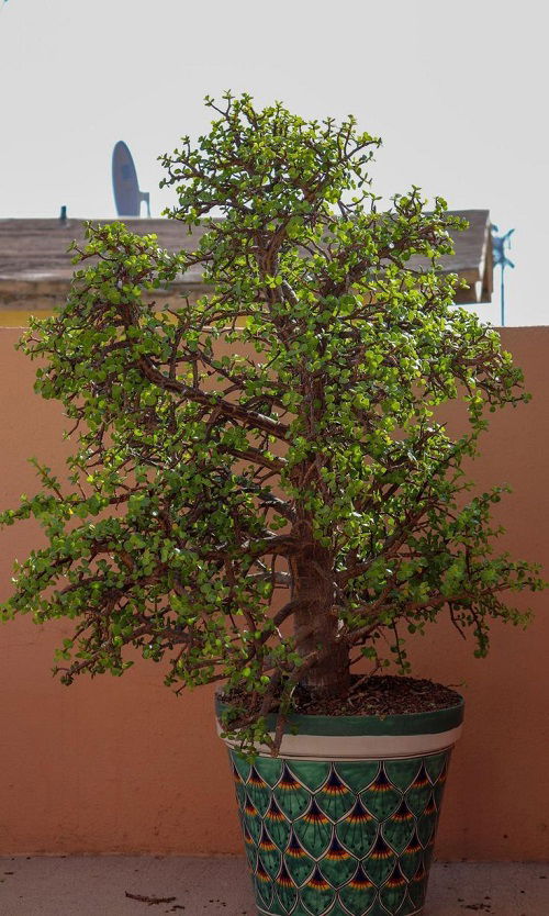 dwarf jade plant growing in a pot