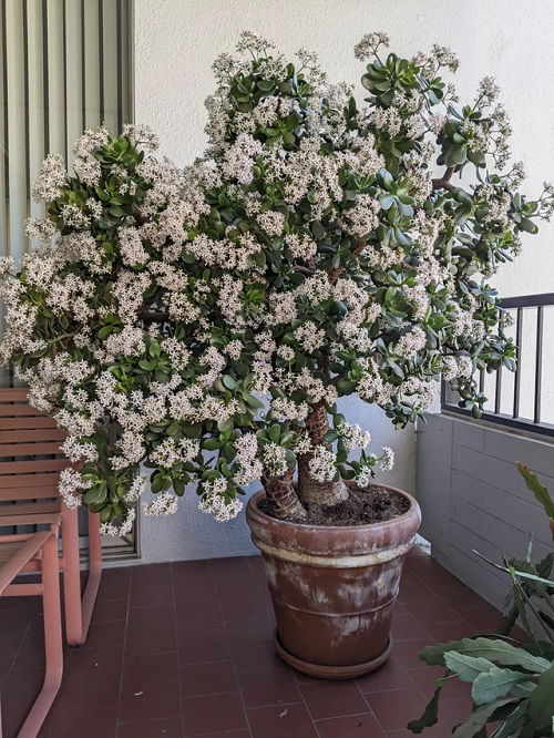 Jade Plant Blooming Hacks