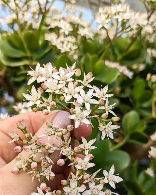 Jade Plant Flowers Look Like