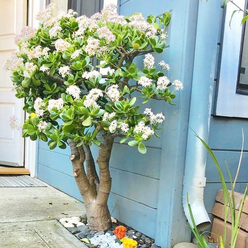 Crassula Tree Bonsai 3