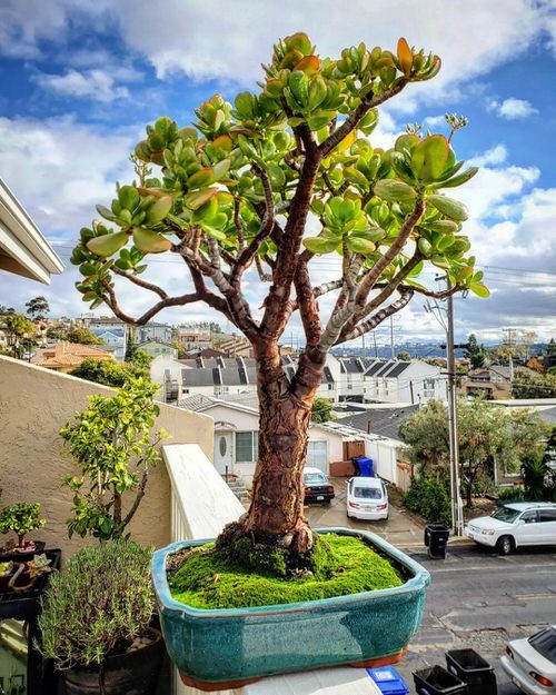 How to Grow a Jade Plant into a Tree