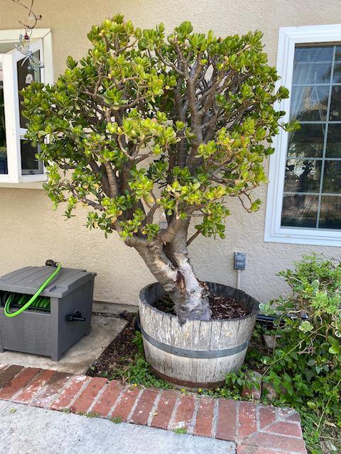 Crassula Tree Bonsai 1