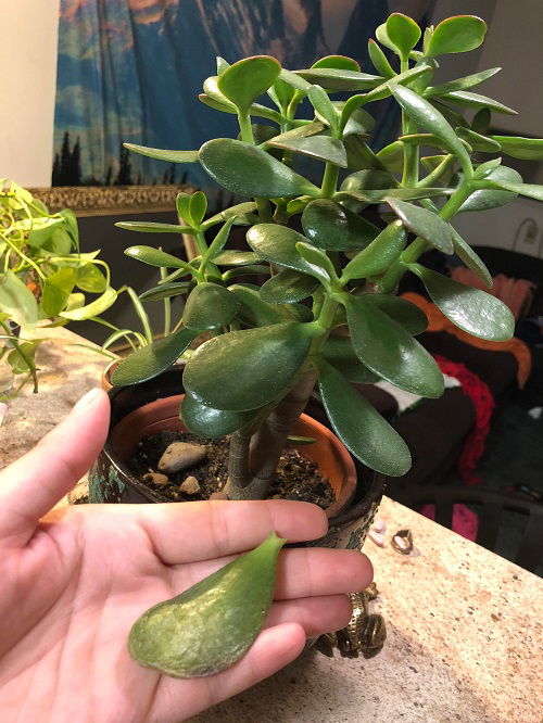 propagating jade plant from leaf