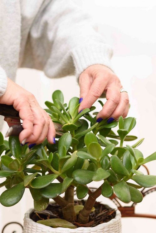 prunning as Jade Plant Blooming Hacks 