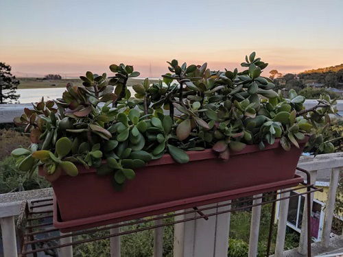 Plants for Window Boxes in balcony 