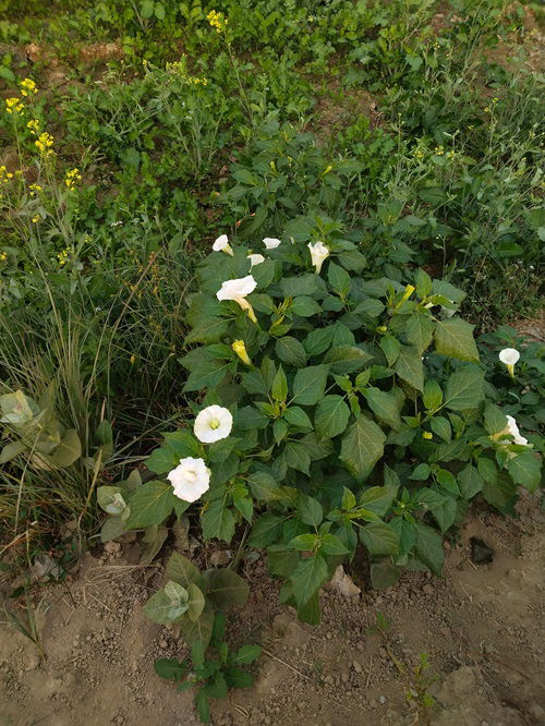 Poisonous Plants in Minnesota