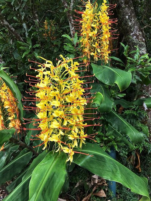 Kahili Ginger Hawaiian Flower