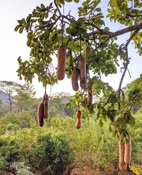 Sausage Tree With Bizarre Name