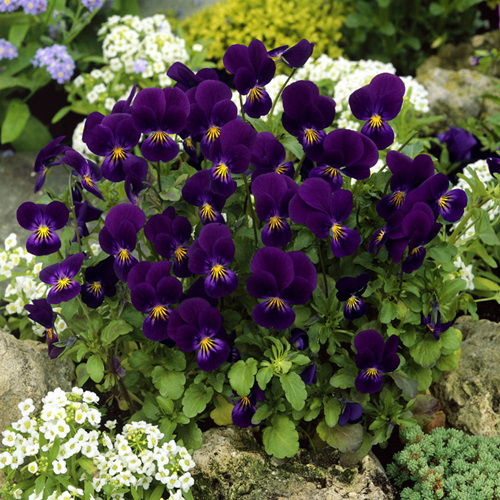 best Winter Pansy Varieties for garden 