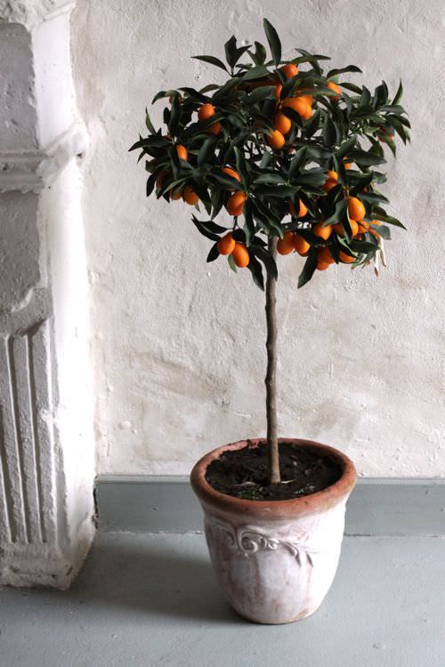 Amazing Indoor fruit As a Houseplant 32