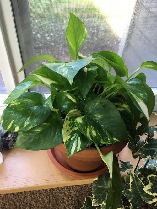 Lack of Variegation For Pothos