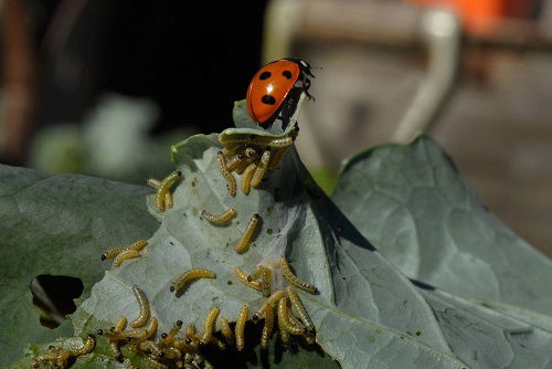 ladybug eating cabbage worm larvae