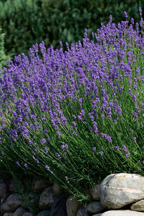 fragrant lavender varieties in garden 2